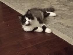 Lost Male Cat last seen Maxwell Park Broadway between Dale and magnolia area, Anaheim, CA 92804