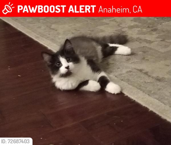 Lost Male Cat last seen Maxwell Park Broadway between Dale and magnolia area, Anaheim, CA 92804