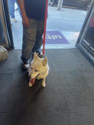 Found/Stray Female Dog last seen Near Atlantic av , Bell, CA 90201