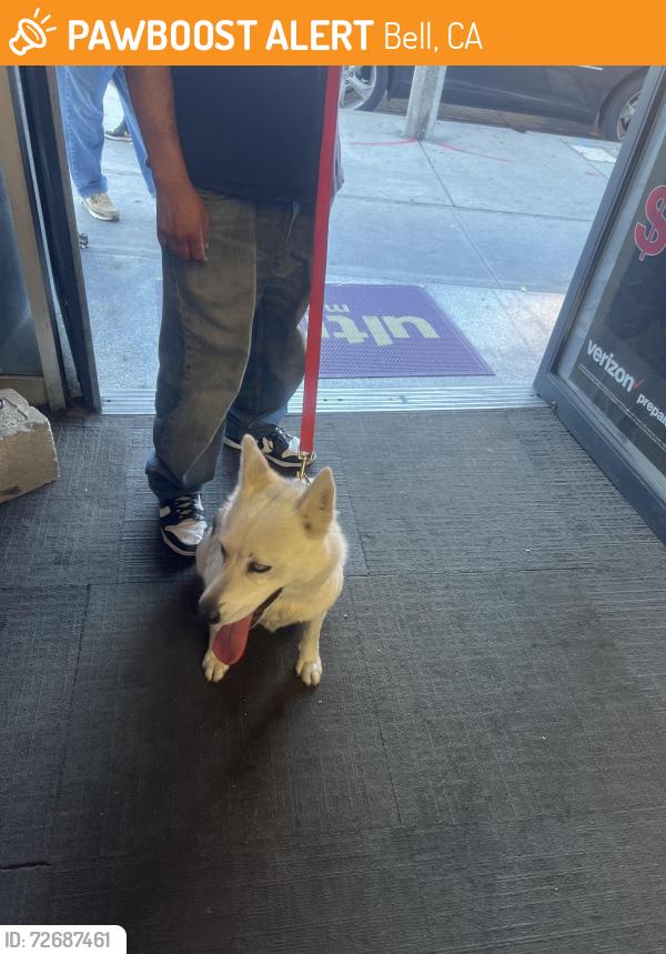 Found/Stray Female Dog last seen Near Atlantic av , Bell, CA 90201
