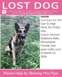 Lost Male Dog last seen Chestnut and Allred , High Point, NC 27262