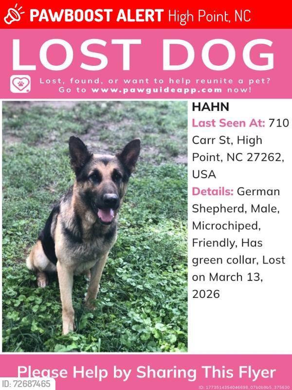 Lost Male Dog last seen Chestnut and Allred , High Point, NC 27262