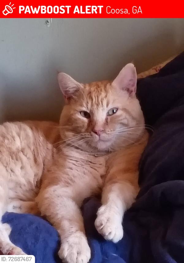 Lost Male Cat last seen Coosa, Coosa, GA 30165
