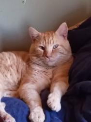 Lost Male Cat last seen Coosa, Coosa, GA 30165