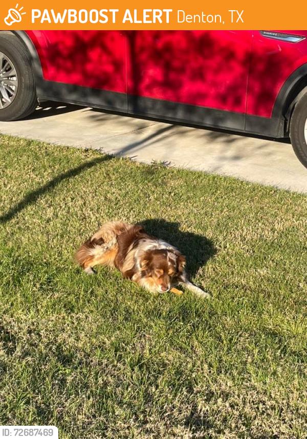 Found/Stray Unknown Dog last seen All around Kingsgarden Road , Denton, TX 76207