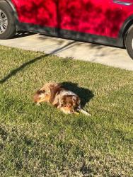 Found/Stray Unknown Dog last seen All around Kingsgarden Road , Denton, TX 76207