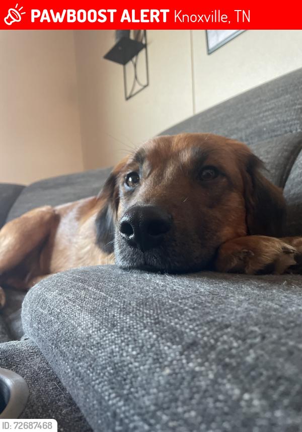 Lost Male Dog last seen Victor Ashe Park, Knoxville, TN 37920