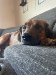 Lost Male Dog last seen Victor Ashe Park, Knoxville, TN 37920