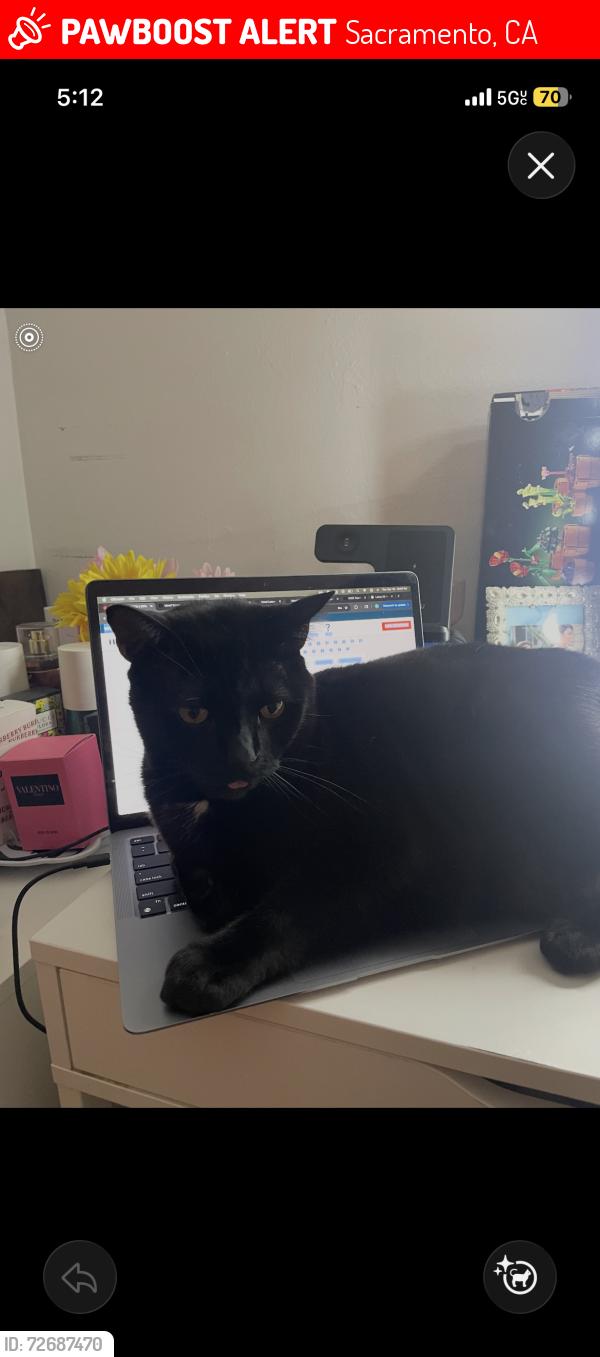 Lost Male Cat last seen Near Gannon Dr , Sacramento, CA 95825