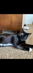 Lost Male Cat last seen creekwood dr lewisville , Lewisville, TX 75067