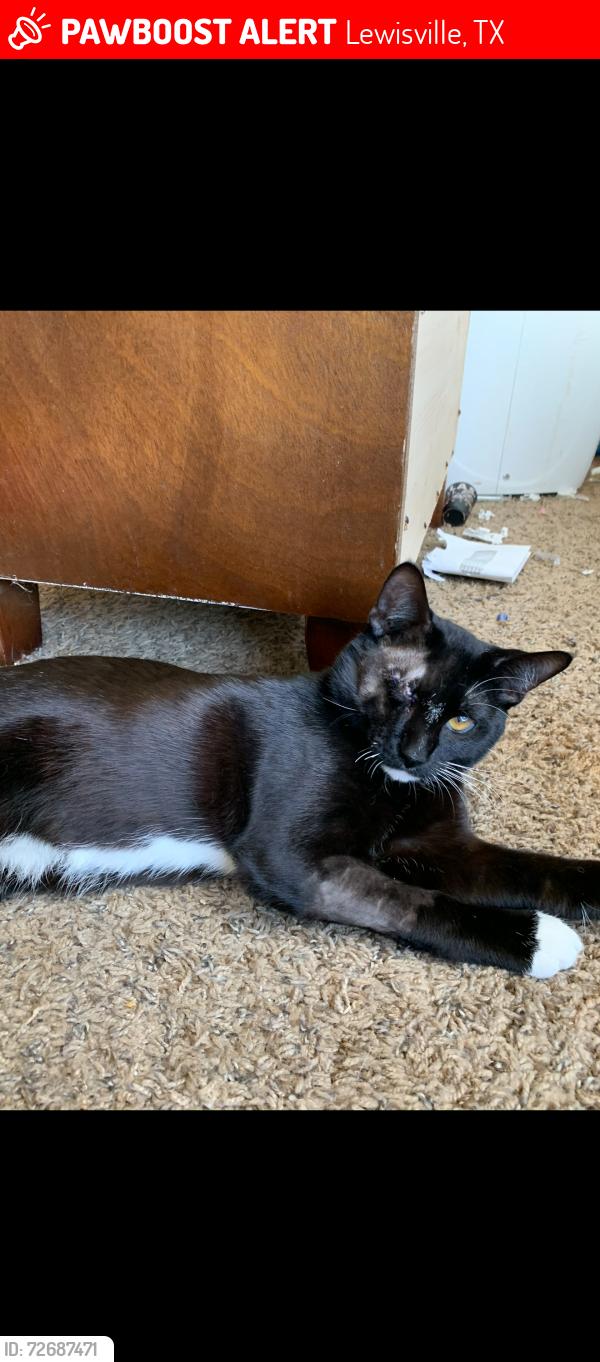 Lost Male Cat last seen creekwood dr lewisville , Lewisville, TX 75067