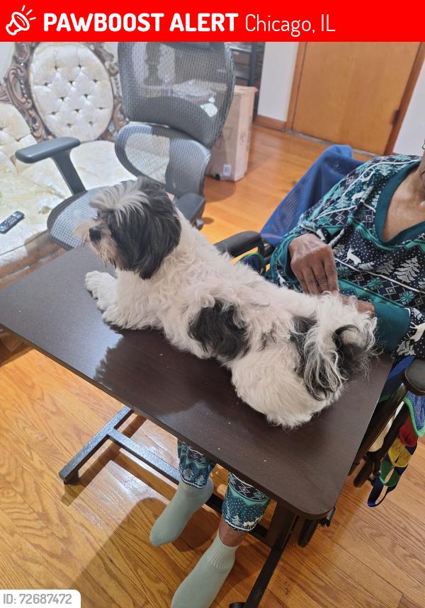 Lost Male Dog last seen 111th and Sangamon, Chicago, IL 60643