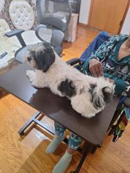 Lost Male Dog last seen 111th and Sangamon, Chicago, IL 60643