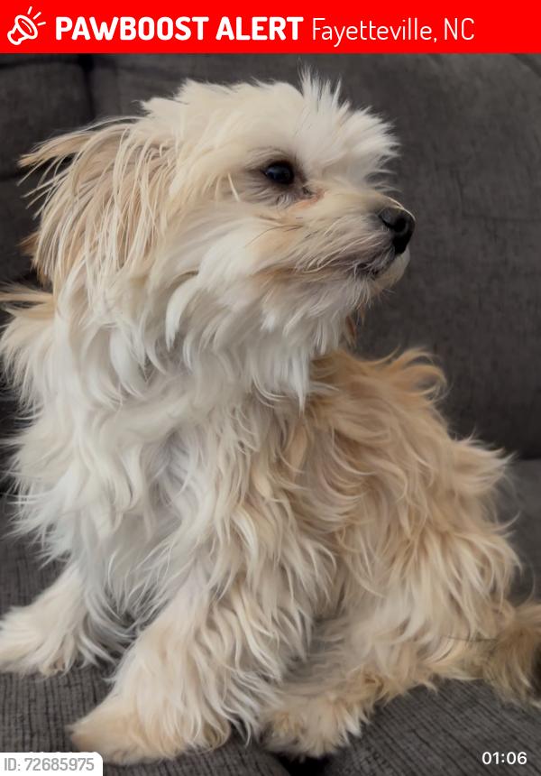 Lost Female Dog last seen Turnpike Rd Raeford, NC or Good middling Dr. Fayetteville NC, Fayetteville, NC 28304