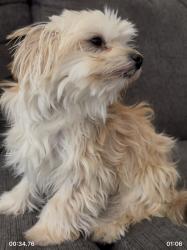Lost Female Dog last seen Turnpike Rd Raeford, NC or Good middling Dr. Fayetteville NC, Fayetteville, NC 28304