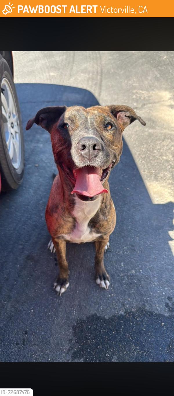 Found/Stray Female Dog last seen 11th street and verde st by Victor valley global hosp , Victorville, CA 92307