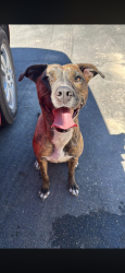 Found/Stray Female Dog last seen 11th street and verde st by Victor valley global hosp , Victorville, CA 92307