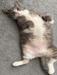 Shelter Stray Male Cat last seen HOOKS ST/OAKLEY SEAVER DR CLERMONT, Deer Island, FL 32778
