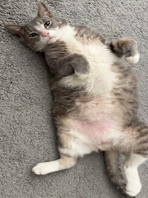 Shelter Stray Male Cat last seen HOOKS ST/OAKLEY SEAVER DR CLERMONT, 12280 County Rd 448, Tavares, FL 32778, USA