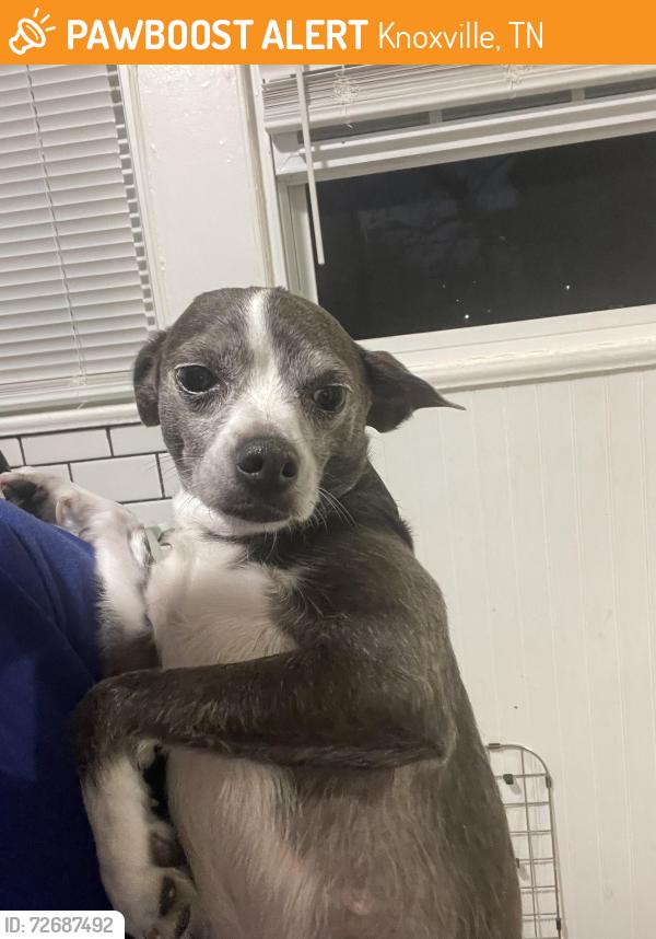 Found/Stray Female Dog last seen MLK road , Knoxville, TN 37917