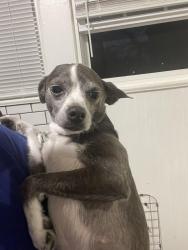 Found/Stray Female Dog last seen MLK road , Knoxville, TN 37917