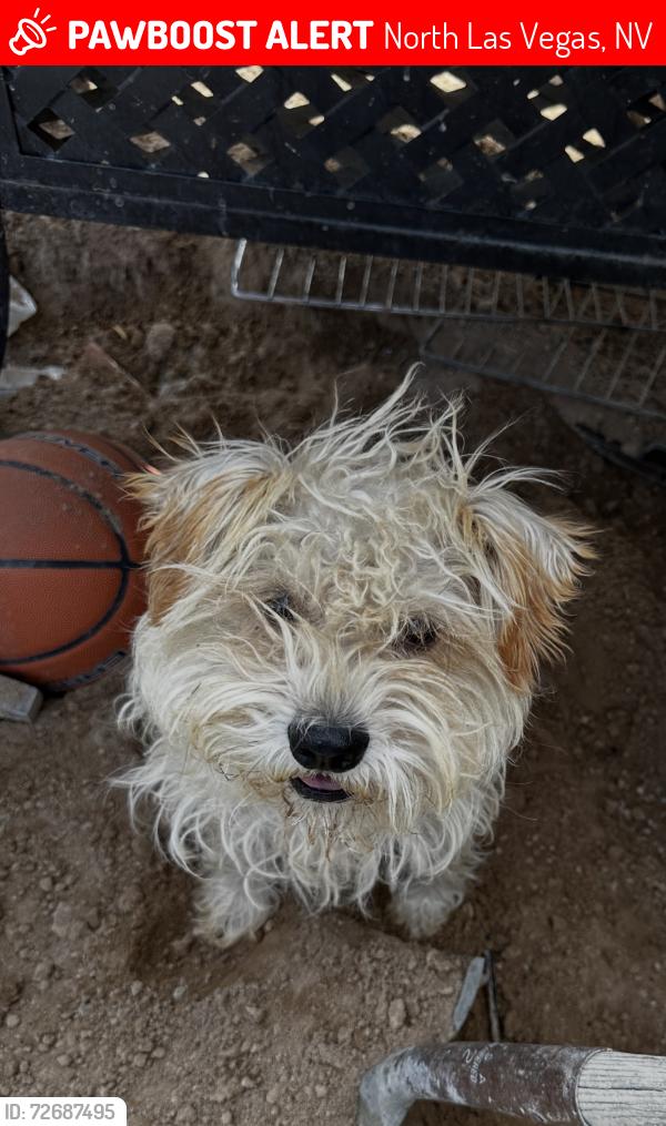 Lost Male Dog last seen Englestad St, North Las Vegas, NV 89030