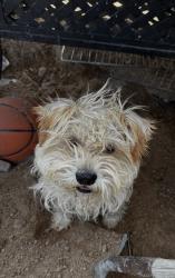 Lost Male Dog last seen Englestad St, North Las Vegas, NV 89030
