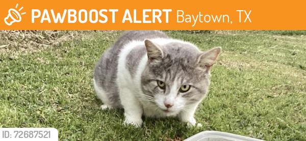Found/Stray Male Cat last seen fm 3180 , Baytown, TX 77523
