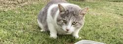 Found/Stray Male Cat last seen fm 3180 , Baytown, TX 77523