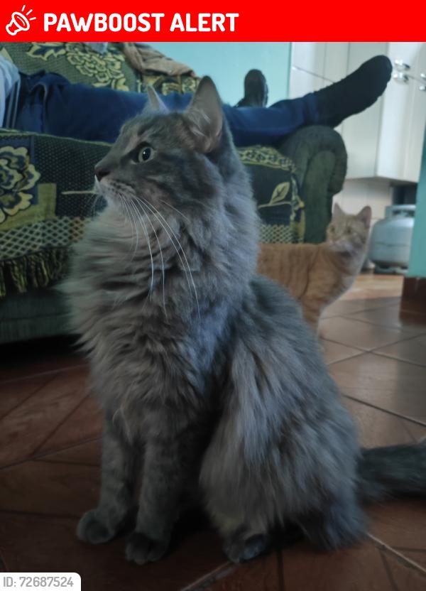Lost Male Cat last seen Rua Ângelo Sans, Parque Residencial Zabani, SP 13454