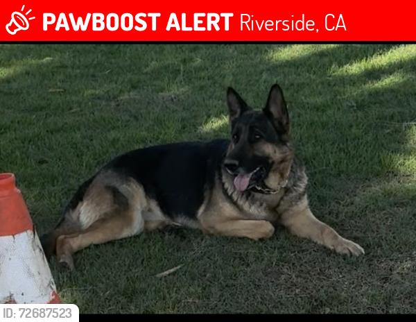 Lost Female Dog last seen Wells Ave Riverside , Riverside, CA 92505