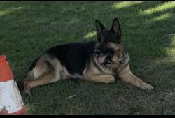 Lost Female Dog last seen Wells Ave Riverside , Riverside, CA 92505