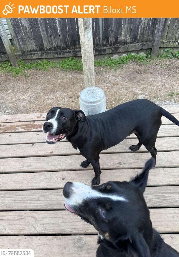 Found/Stray Female Dog last seen Popps Ferry Rd, Biloxi, MS 39532