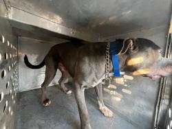 Shelter Stray Male Dog last seen SARNA, Murfreesboro, TN 37129