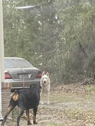 Found/Stray Male Dog last seen Hopkins , Hopkins, SC 29061