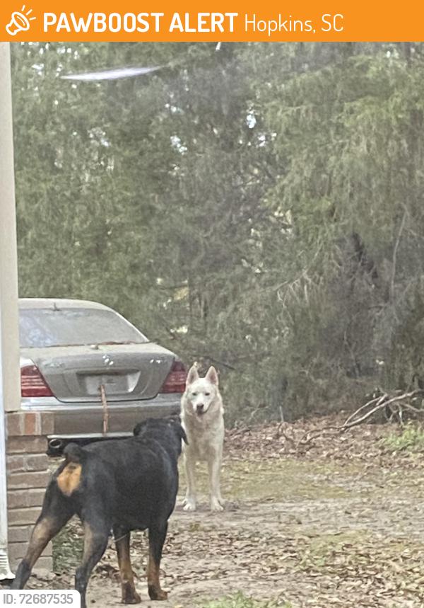 Found/Stray Male Dog last seen Hopkins , Hopkins, SC 29061