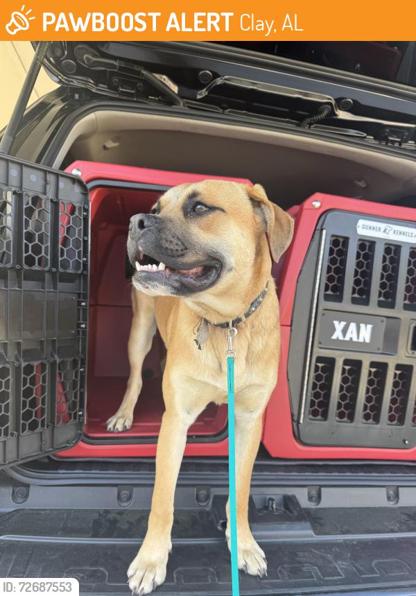 Found/Stray Male Dog last seen Found near solid rock church wearing black collar , Clay, AL 35173