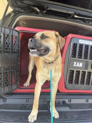 Found/Stray Male Dog last seen Found near solid rock church wearing black collar , Clay, AL 35173
