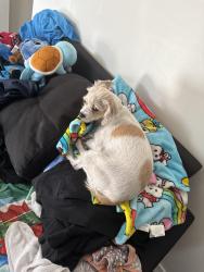 Lost Female Dog last seen Orange ave , Long Beach, CA 90806