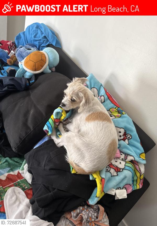 Lost Female Dog last seen Orange ave , Long Beach, CA 90806