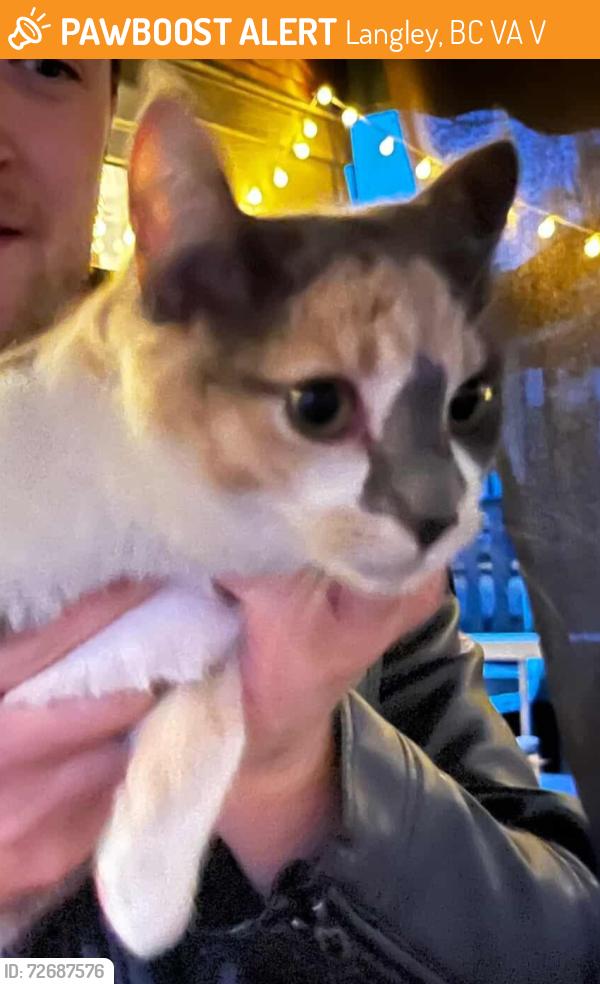 Found/Stray Unknown Cat last seen Newlands Golfcourse, Langley, BC V3A 6V9