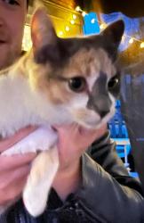 Found/Stray Unknown Cat last seen Newlands Golfcourse, Langley, BC V3A 6V9