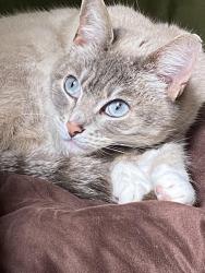 Lost Female Cat last seen Filbert Dr and 207th, Bothell, WA 98012