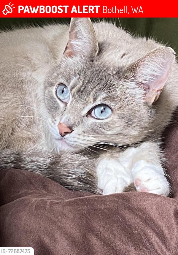 Lost Female Cat last seen Filbert Dr and 207th, Bothell, WA 98012