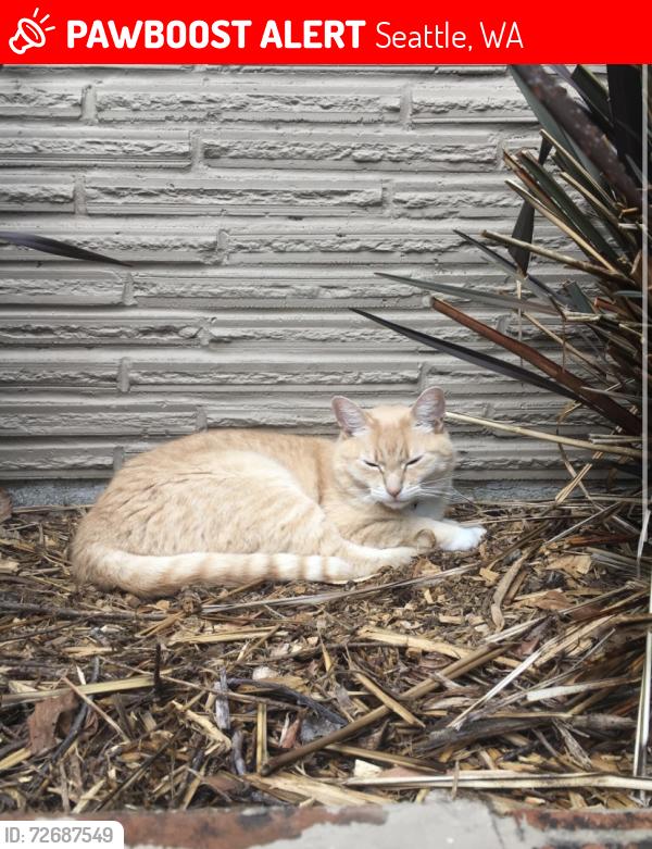 Lost Female Cat last seen Broadview, Seattle, WA 98177