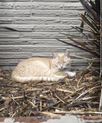 Lost Female Cat last seen Broadview, Seattle, WA 98177