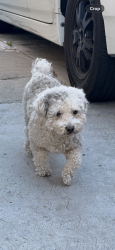 Found/Stray Male Dog last seen 54th and ruthelen st , Los Angeles, CA 90043