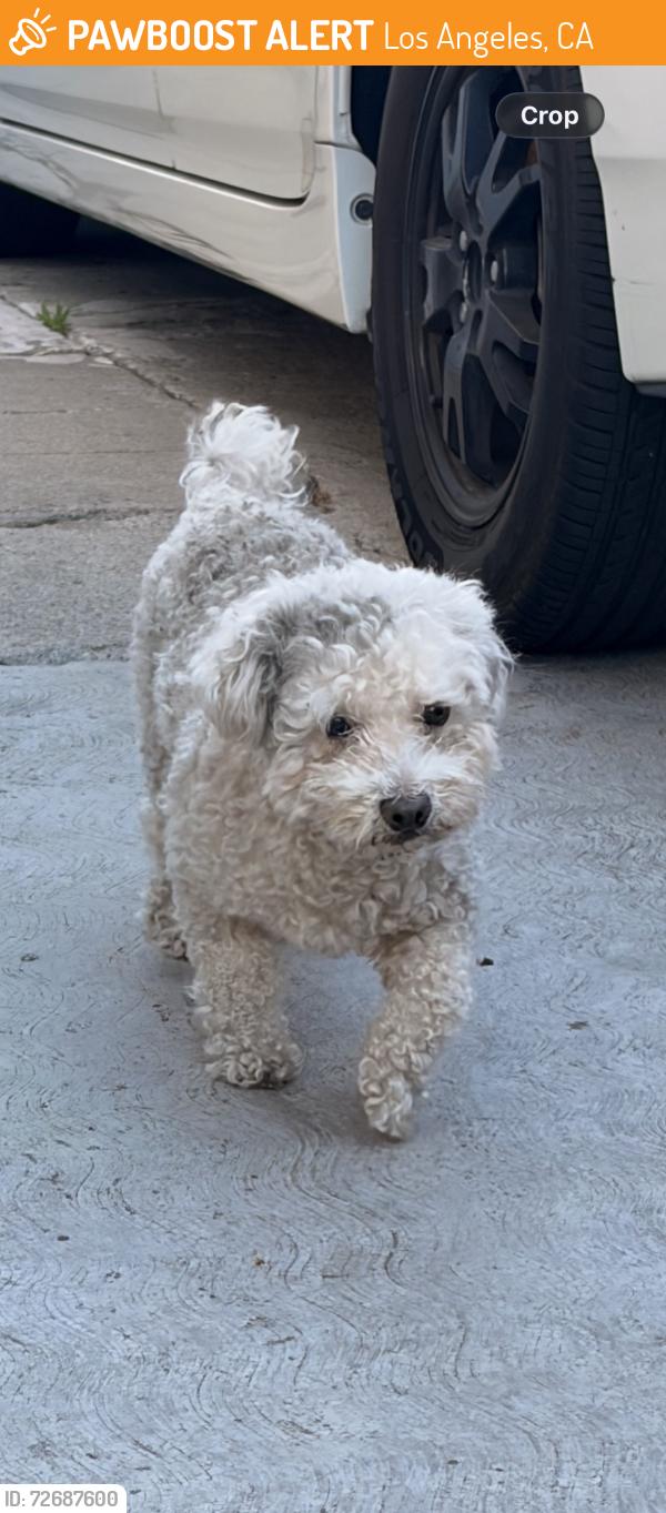 Found/Stray Male Dog last seen 54th and ruthelen st , Los Angeles, CA 90043