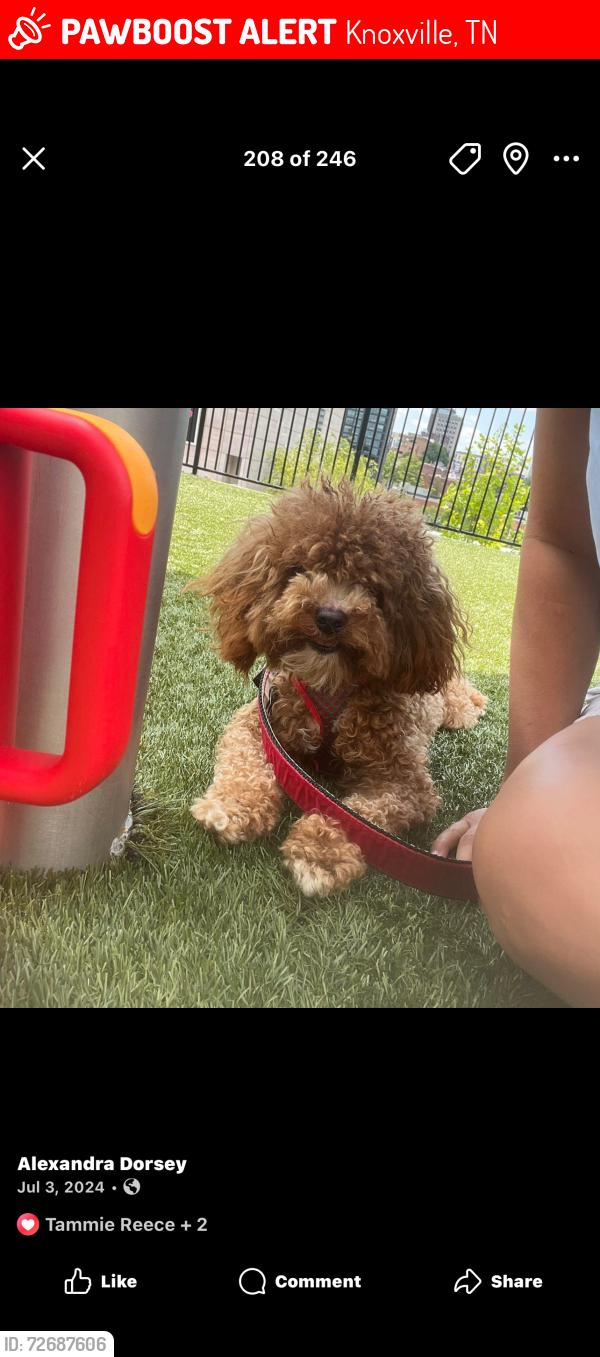 Lost Male Dog last seen Near probus rd , Knoxville, TN 37918