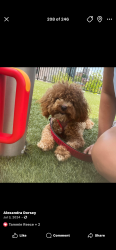 Lost Male Dog last seen Near probus rd , Knoxville, TN 37918